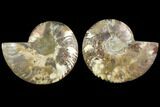 Sliced Ammonite Fossil - Agatized #116785-1